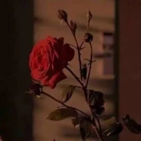 Tác Giả ★Yên•Bình★