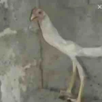 All ( trừ ai tự hiểu ) 