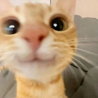 Cân mọi loại nhân vật