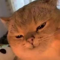 Tg
