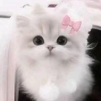 Lê Quang Hùng( dạng mèo )