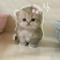 lồn đáng yêu