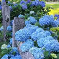 Các nhân vật nam