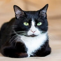 Oreo