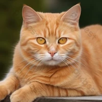 Caramel