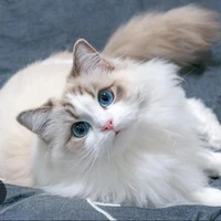 Papillon