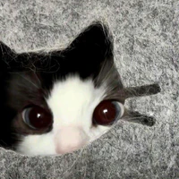 Y/n