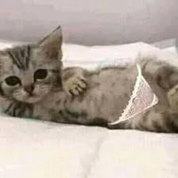Thị vệ