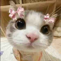 Tui là tác giả 
