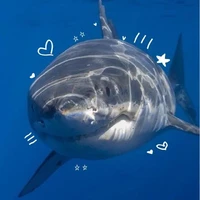 shark(tác giả, N)