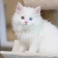 Trương Hàm Thụy //mèo//