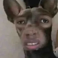 hệ thống đep zaii