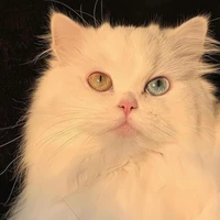 All trừ ai thì không biết