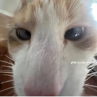 hệ thống ( mèo nhỏ cute phô mai que )