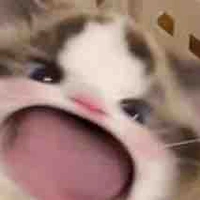 all nhân vật 🎀