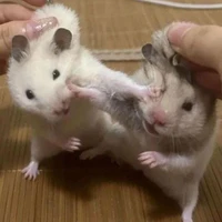 t/g 