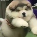 bé gấu