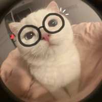 Puni