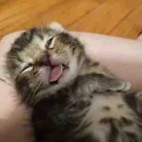 Người viết truyện đzai