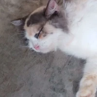tui đây mấy bà oi