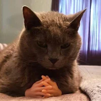 Mèo nghiêm túc😼