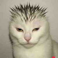 ✨⭐️🌟T/g🌟⭐️✨