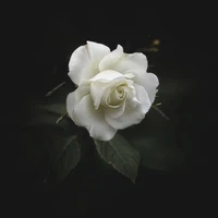 All - Nhân Vật Phụ.