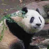 🐼Gấu Trúc🐼
