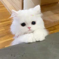 T/g🌷