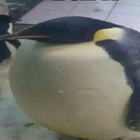 t/g