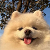Tác Giả