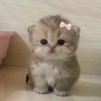 Lém