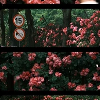 Mộng Hoa • Tác Giả