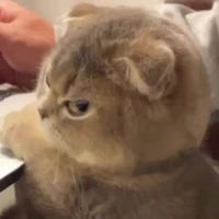 Bông gòn