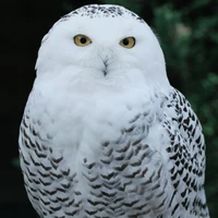 cú