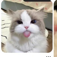 Miêu