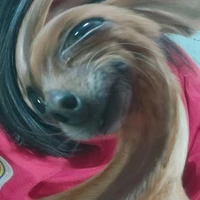 t/g nì