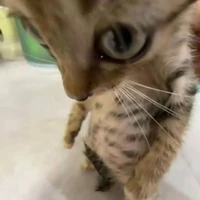 cutecat|mket|