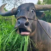 con bò ăn cỏ