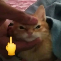 3 con báo