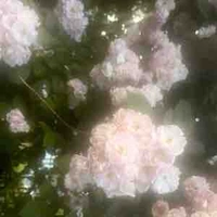 Đa Nhân Vật ( Nữ )