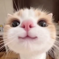 Mèo Meow Meow 𓃠