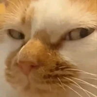 thích phán xét 🤡