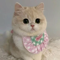 mèo(bông