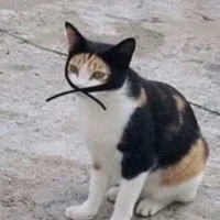 T/G