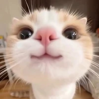 Mèo Méo Meo