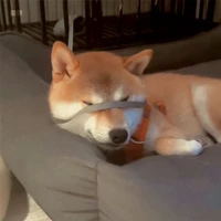 Tác giả mê all nguyên