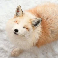 Takemichi - Kitsune