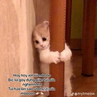 cân mọi nhân vật phụ