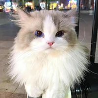 June Wanwimol/ dạng mèo (Lạc Bạch)